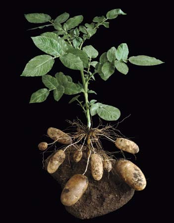 potato plant draft